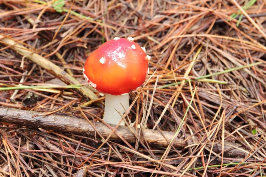 ilustrasi jamur beracun - KedaiKata 3.jpg